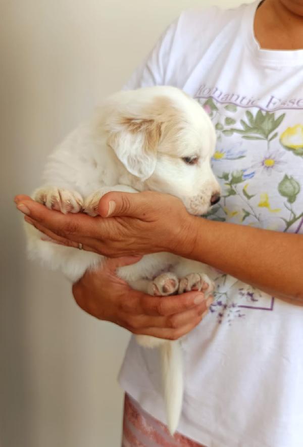 Bella cucciola da sogno taglia media Foto 5